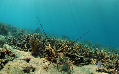 Fishing Florida Lobster Season