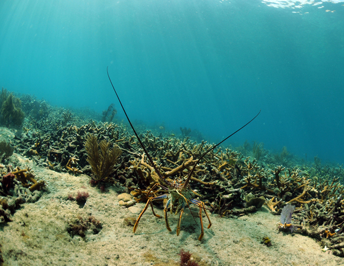 Fishing Florida Lobster Season