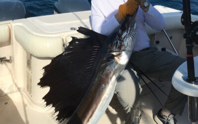 Southeast Florida Sailfish