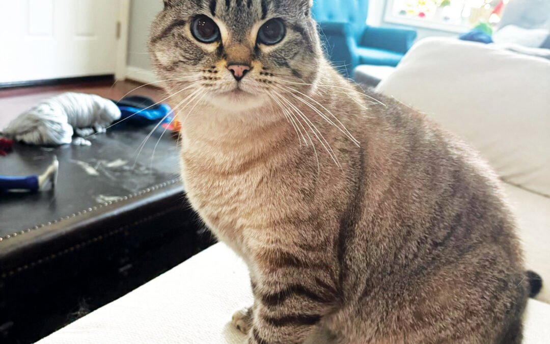 A Rescue Cat’s Journey to Trust