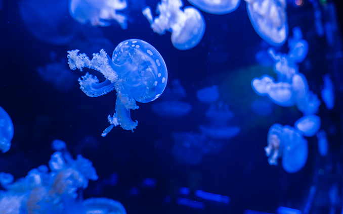Jellyfish Museum in Pompano Beach